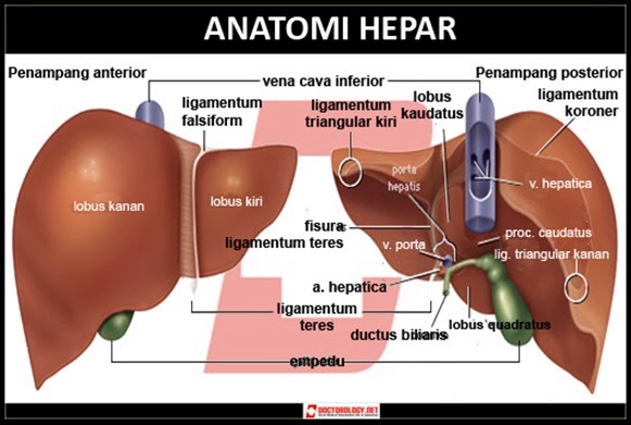 Detail Gambar Skema Proses Ekskresi Pada Organ Hati Nomer 3