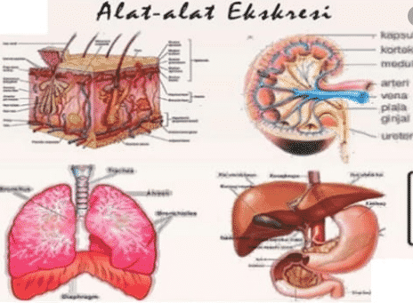Detail Gambar Skema Proses Ekskresi Pada Organ Hati Nomer 21