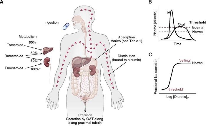 Detail Gambar Skema Proses Ekskresi Pada Organ Hati Nomer 33