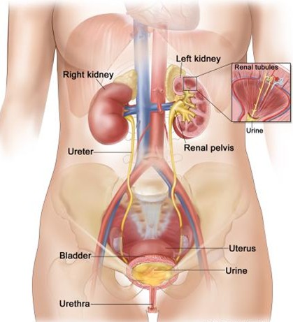 Detail Gambar Skema Proses Ekskresi Pada Organ Hati Nomer 37