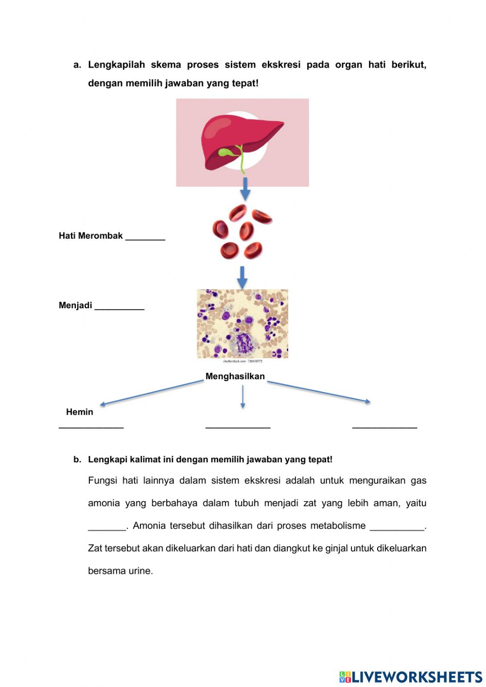 Detail Gambar Skema Proses Ekskresi Pada Organ Hati Nomer 39