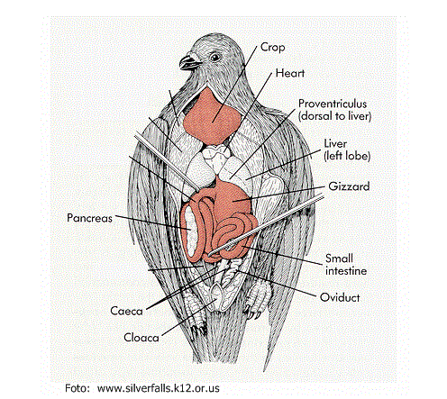 Detail Gambar Skema Proses Ekskresi Pada Organ Hati Nomer 46