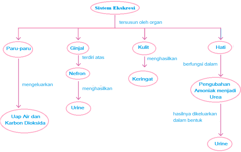 Detail Gambar Skema Proses Ekskresi Pada Organ Hati Nomer 7