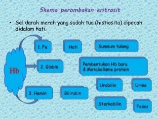 Detail Gambar Skema Proses Ekskresi Pada Organ Hati Nomer 8