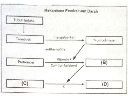 Detail Gambar Skema Proses Pembekuan Darah Nomer 21