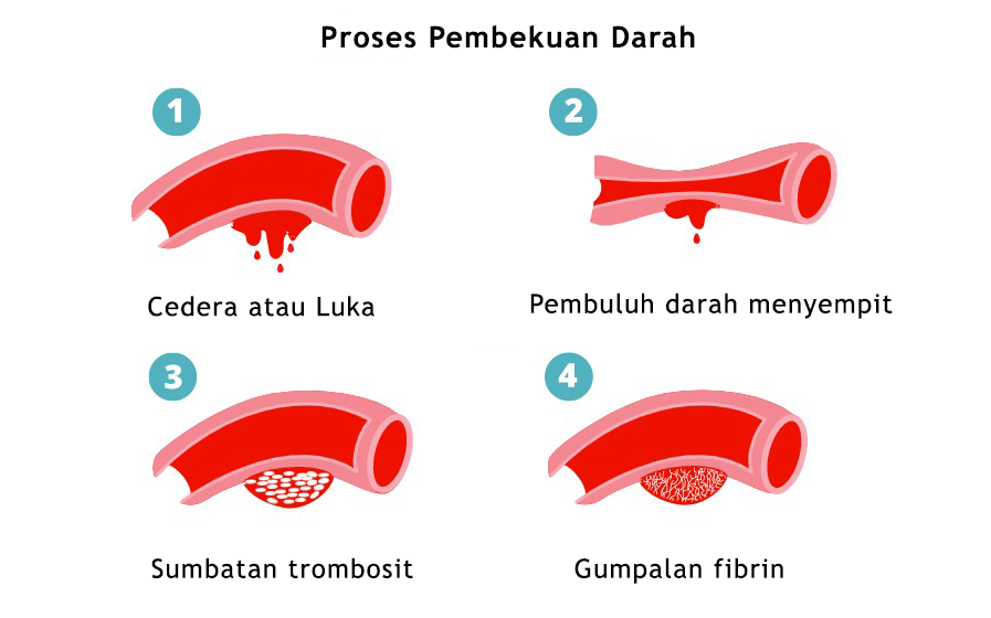 Detail Gambar Skema Proses Pembekuan Darah Nomer 37