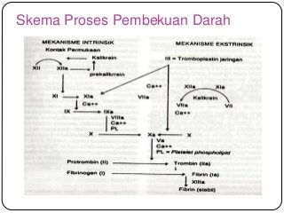 Detail Gambar Skema Proses Pembekuan Darah Nomer 44