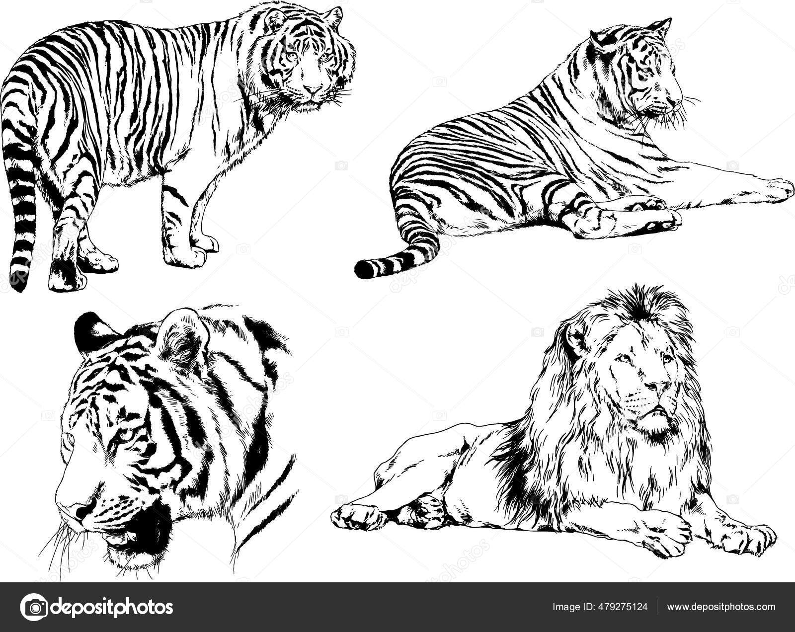 Detail Gambar Sket Macan Nomer 31