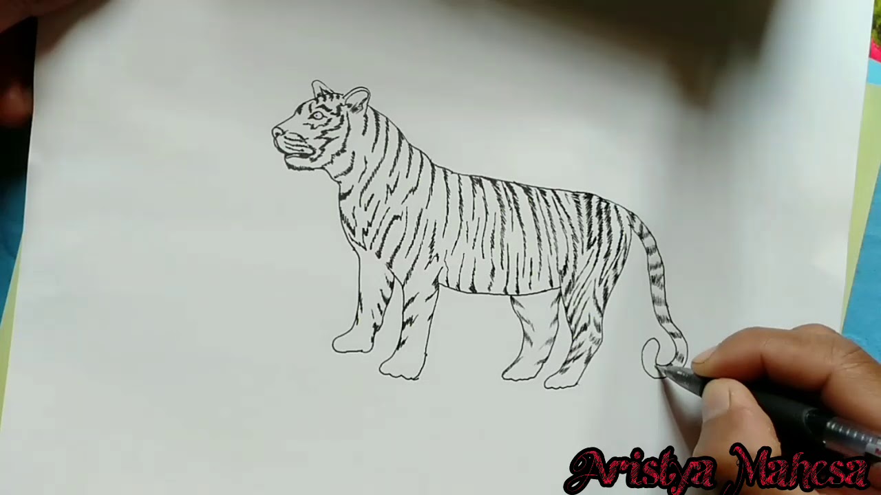 Detail Gambar Sket Macan Nomer 56