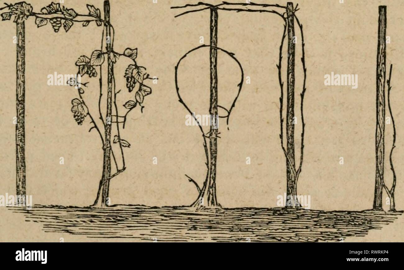 Detail Gambar Sket Unix Semua Binatang Nomer 34