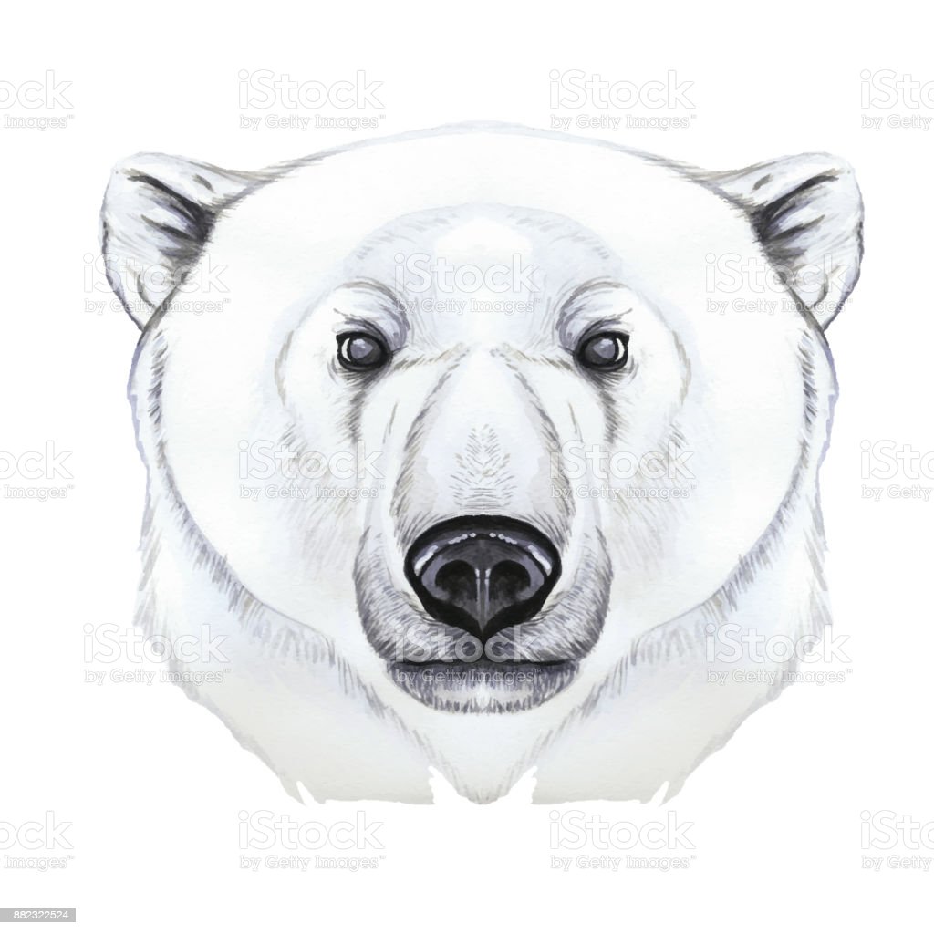 Detail Gambar Sketsa Beruang Nomer 31