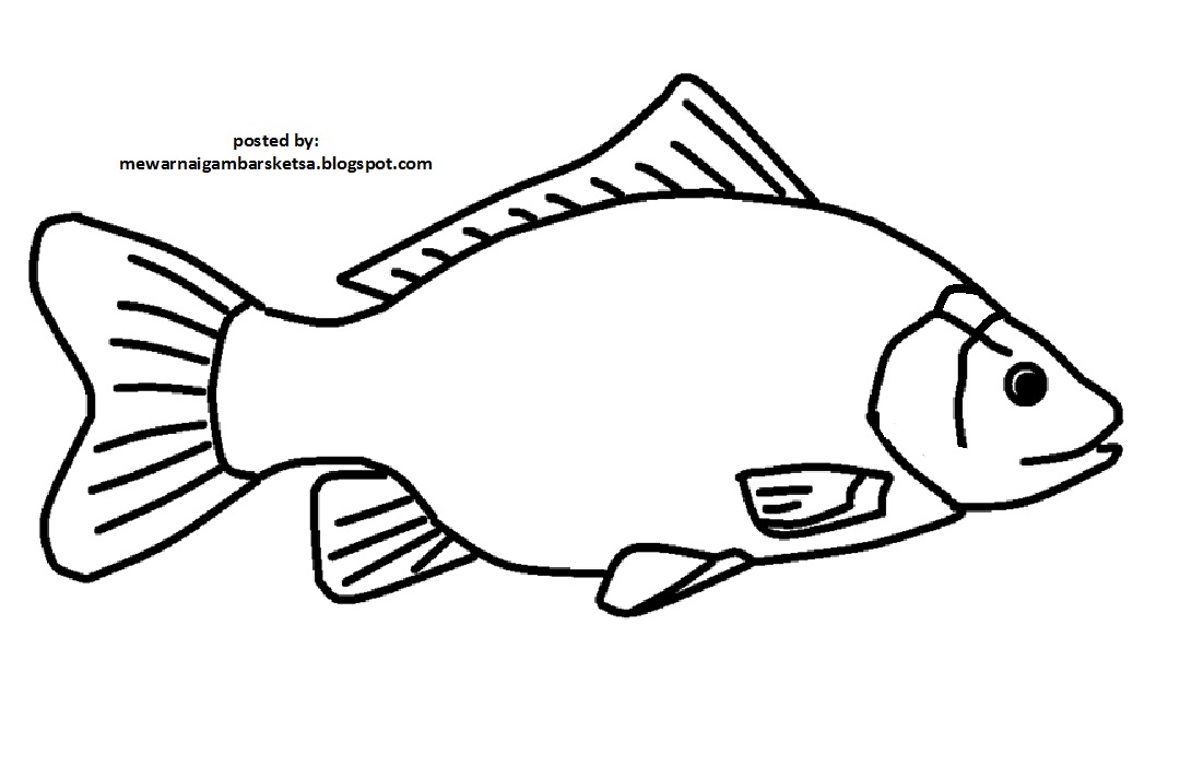 Detail Gambar Sketsa Binatang Ikan Nomer 7