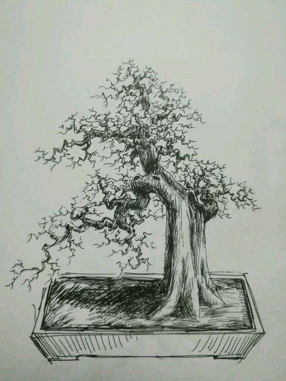 Detail Gambar Sketsa Bonsai Nomer 54