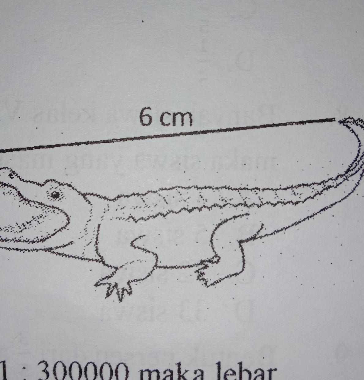 Detail Gambar Sketsa Buaya Nomer 46