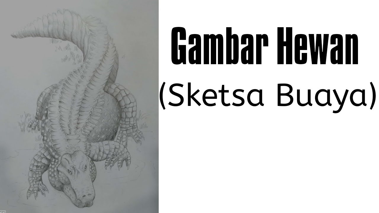 Detail Gambar Sketsa Buaya Nomer 52