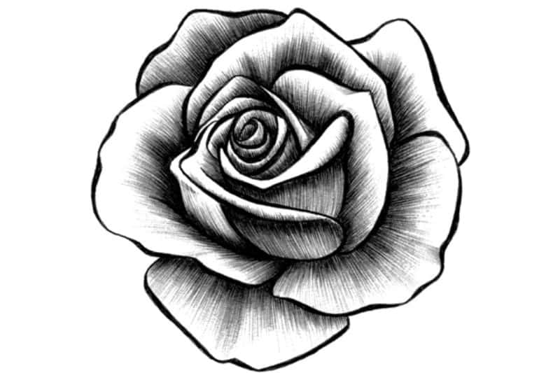Detail Gambar Sketsa Bunga Besar Nomer 35