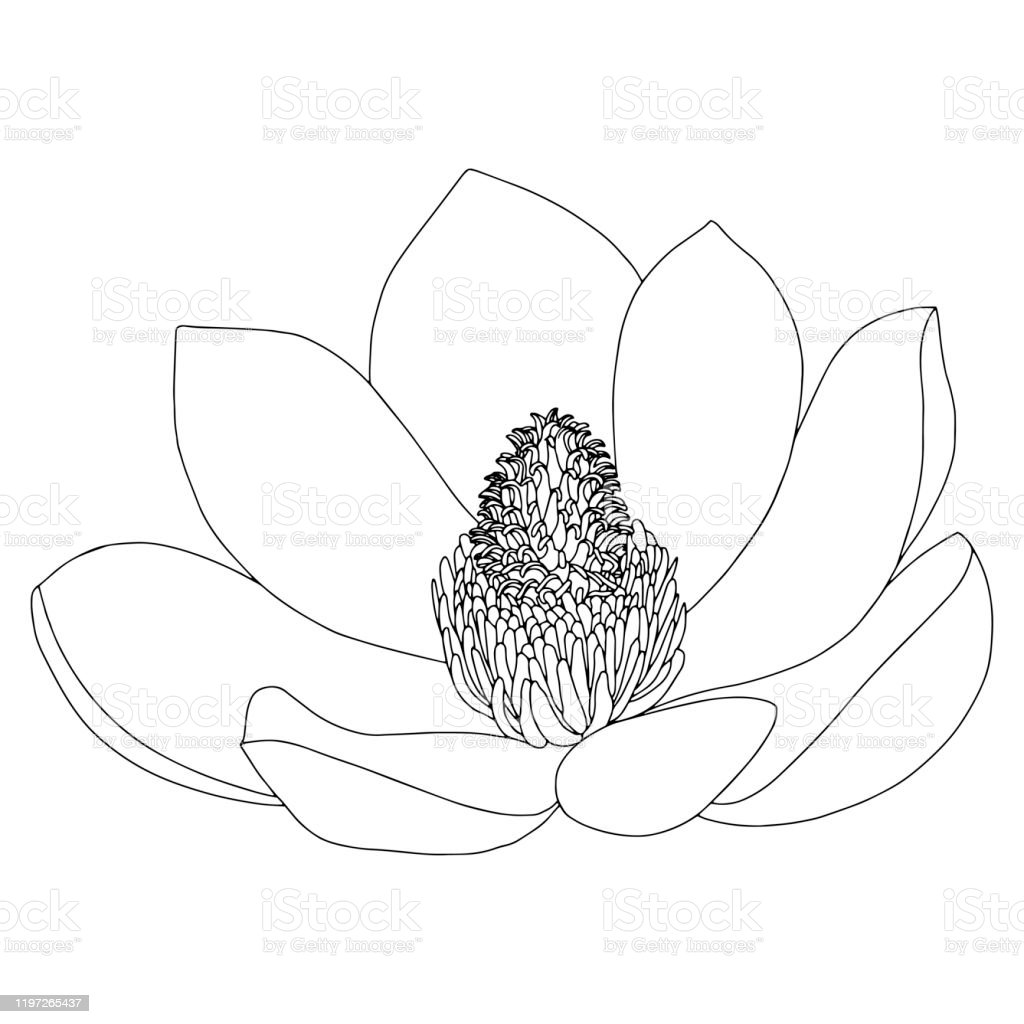 Detail Gambar Sketsa Bunga Besar Nomer 47
