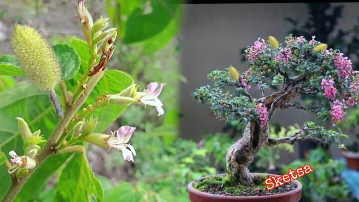 Detail Gambar Sketsa Bunga Bonsai Nomer 47