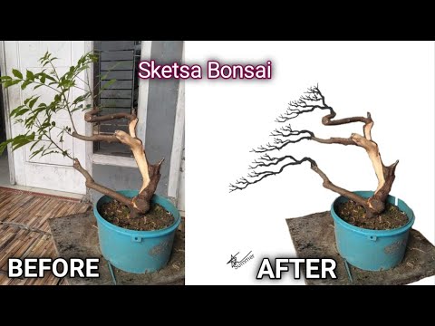 Detail Gambar Sketsa Bunga Bonsai Nomer 52