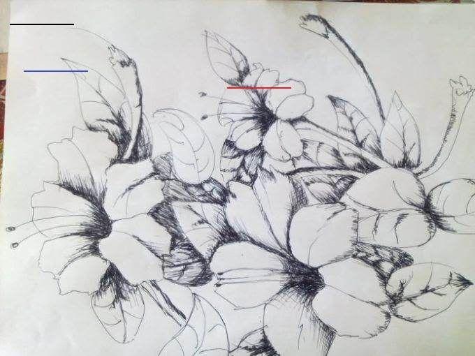 Detail Gambar Sketsa Bunga Bugenvil Nomer 40