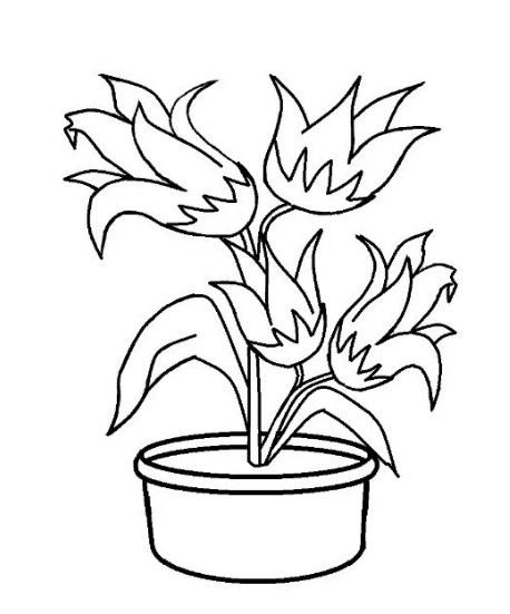 Detail Gambar Sketsa Bunga Dalam Pot Nomer 17
