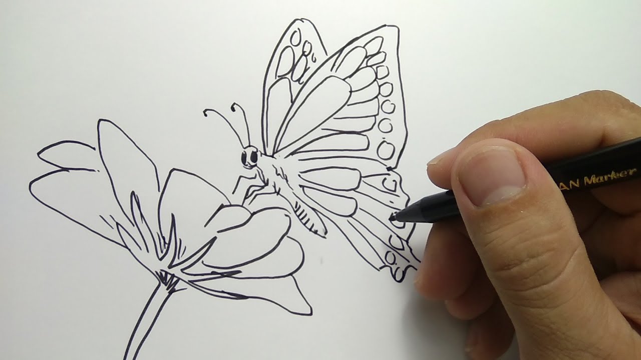 Detail Gambar Sketsa Bunga Dan Kupu Kupu Nomer 4