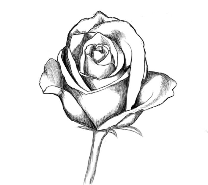 Detail Gambar Sketsa Bunga Dan Vasnya Nomer 47