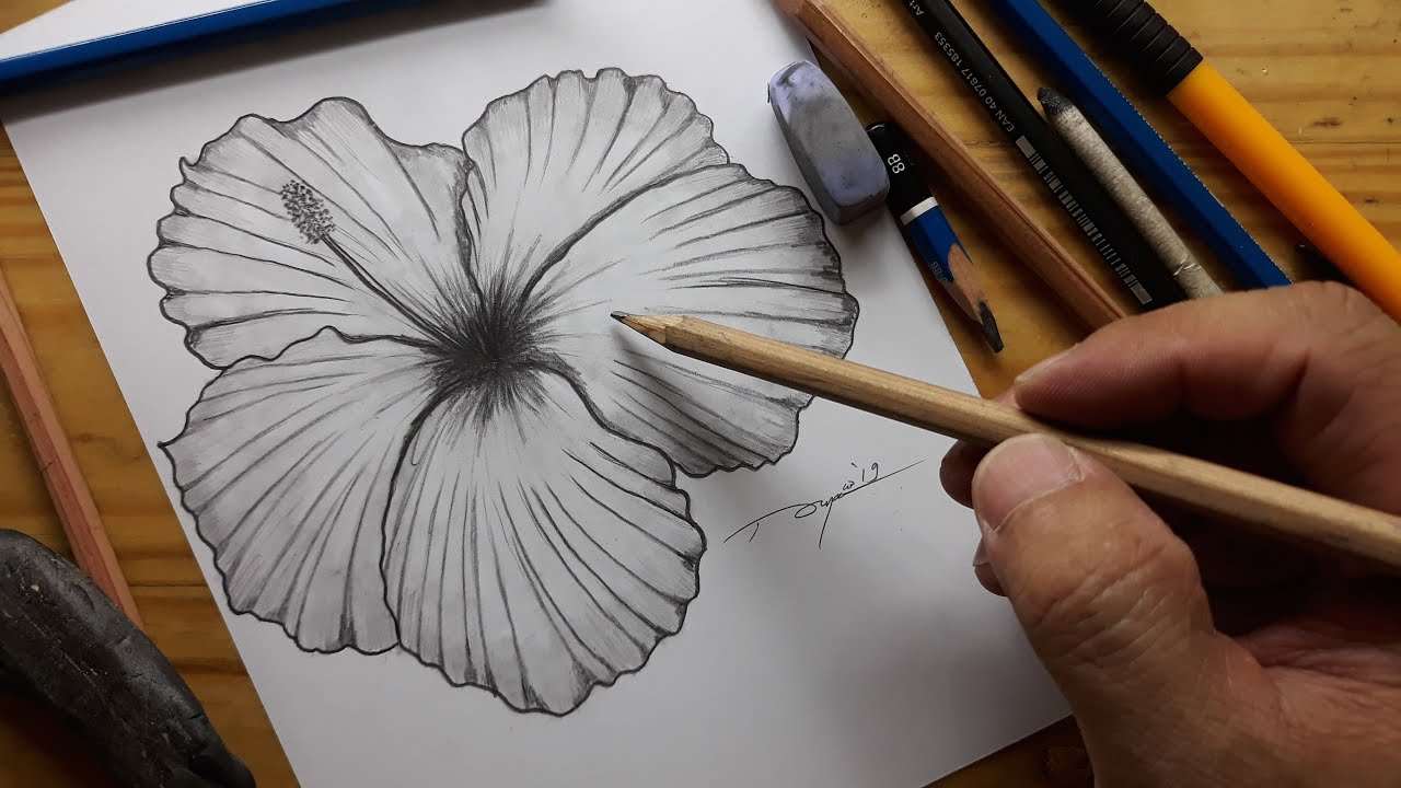 Detail Gambar Sketsa Bunga Dengan Pensil Nomer 20