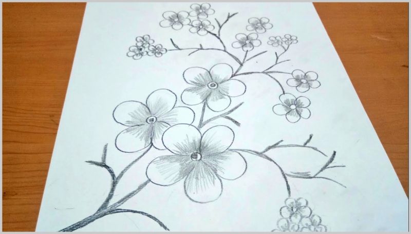 Detail Gambar Sketsa Bunga Indah Sakura Mawar Melati Nomer 48