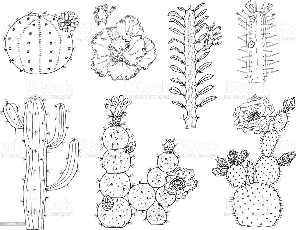 Detail Gambar Sketsa Bunga Kaktus Nomer 7