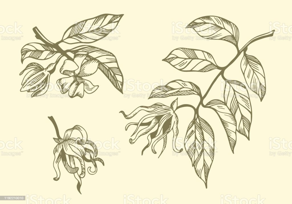 Detail Gambar Sketsa Bunga Kenanga Nomer 11