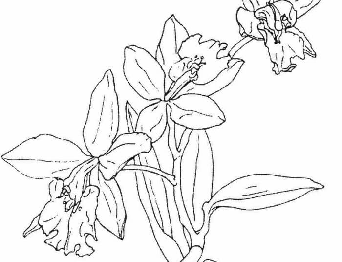 Detail Gambar Sketsa Bunga Kenanga Nomer 3