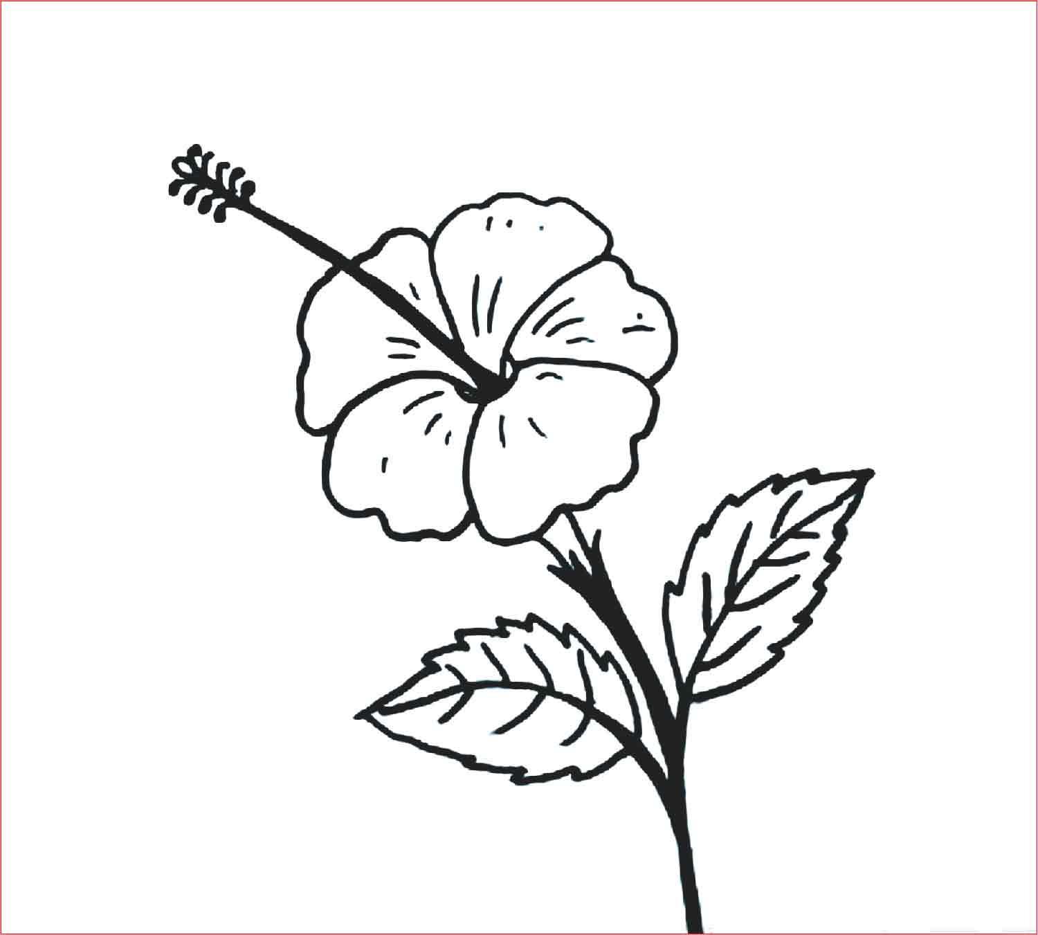 Detail Gambar Sketsa Bunga Kertas Nomer 12