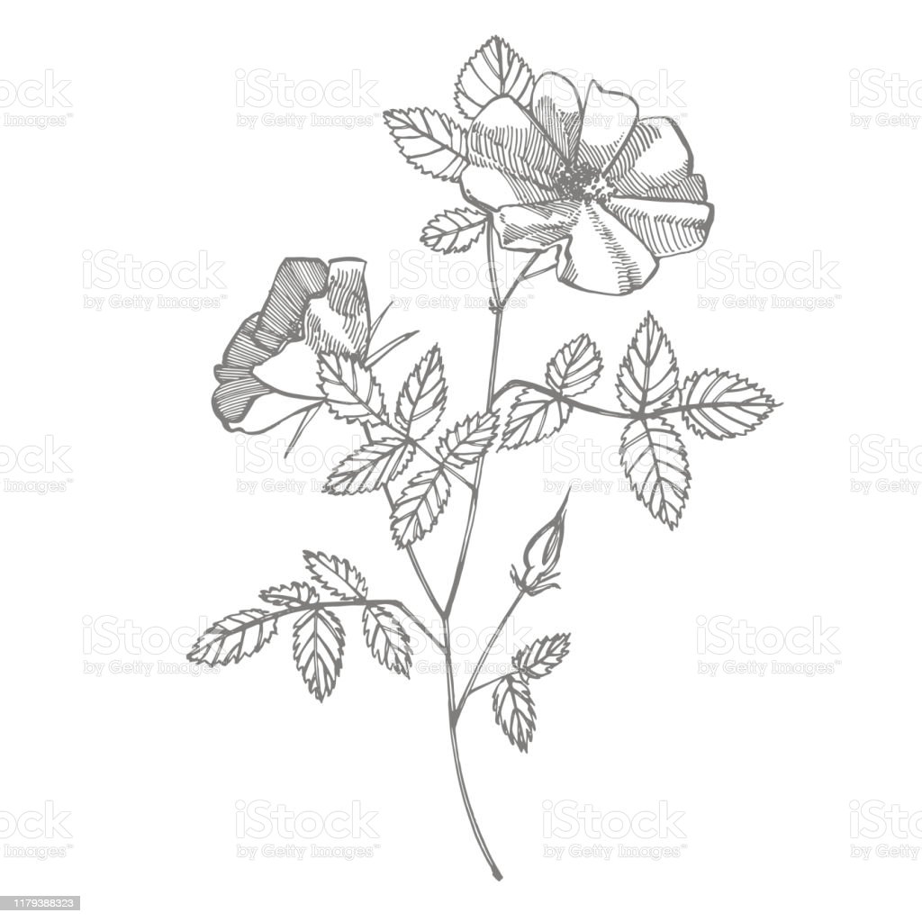 Detail Gambar Sketsa Bunga Kertas Nomer 48