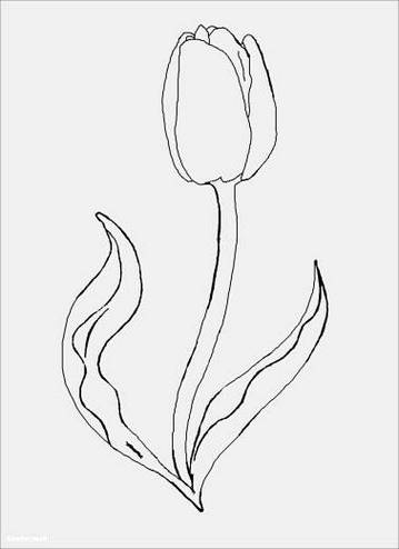 Detail Gambar Sketsa Bunga Kuncup Nomer 22