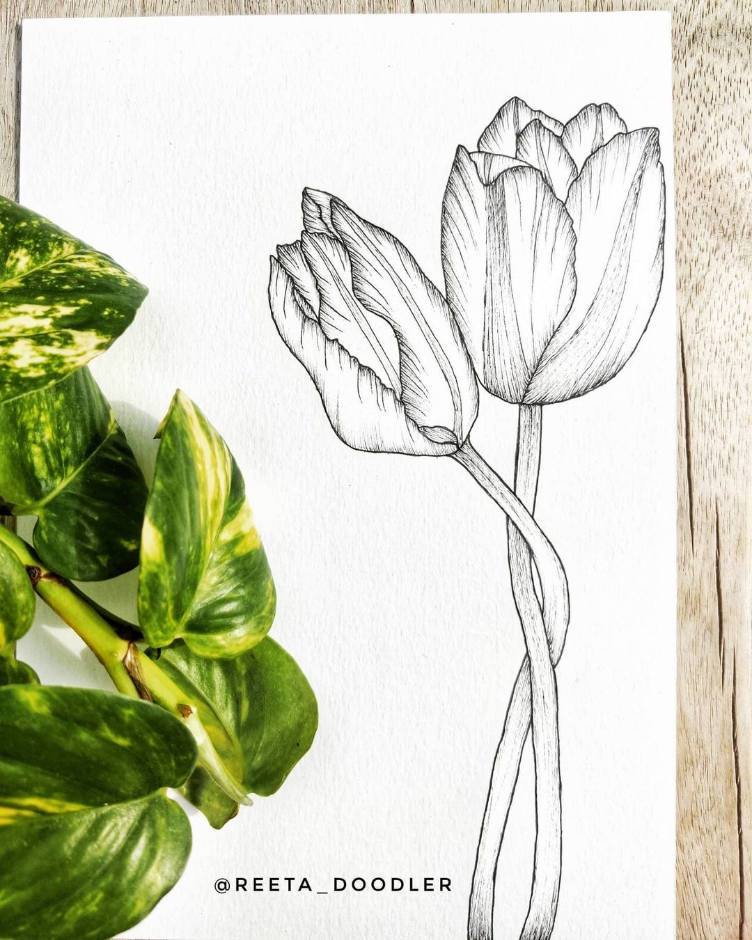 Detail Gambar Sketsa Bunga Layu Nomer 17