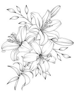 Detail Gambar Sketsa Bunga Lili Nomer 3