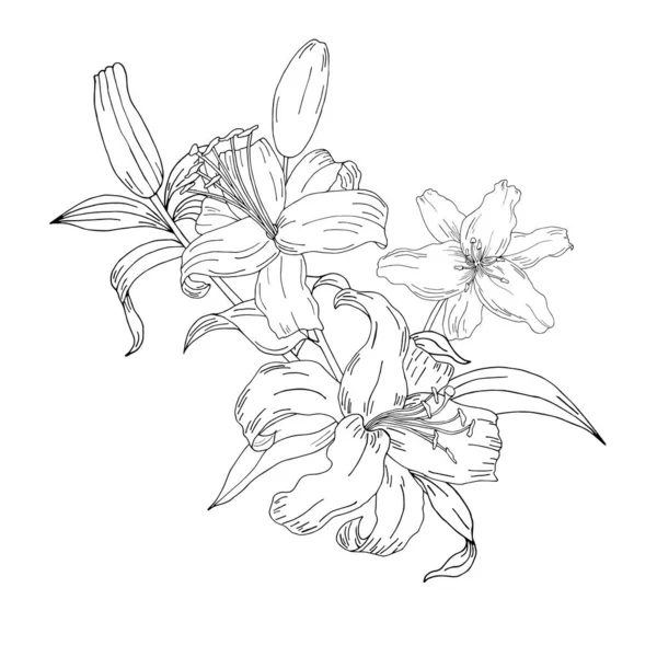 Detail Gambar Sketsa Bunga Lili Nomer 50