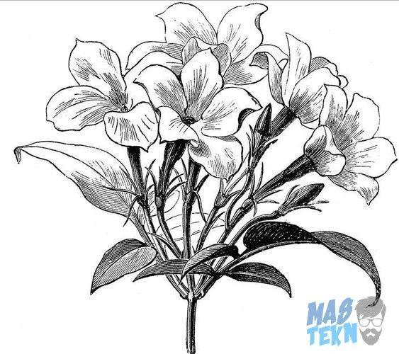 Detail Gambar Sketsa Bunga Lily Nomer 13