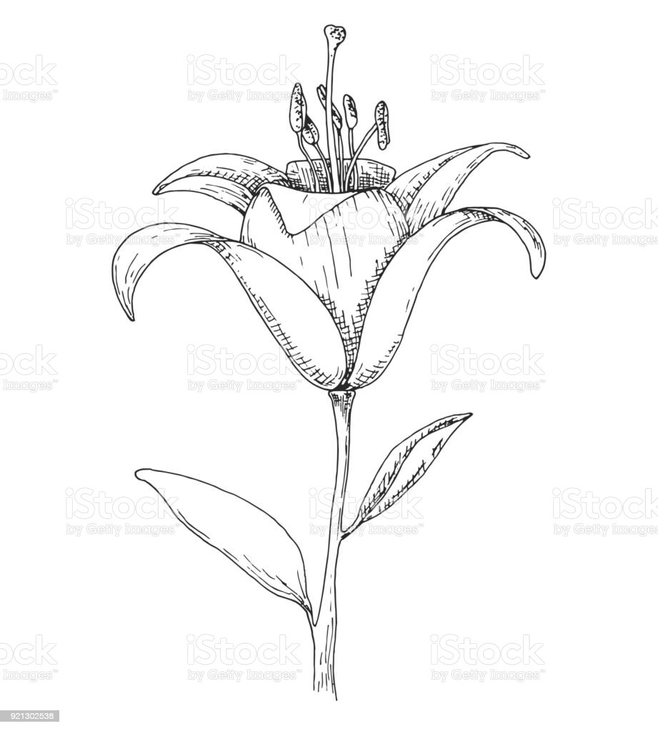 Detail Gambar Sketsa Bunga Lily Nomer 14
