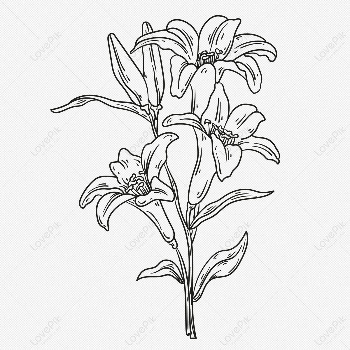 Detail Gambar Sketsa Bunga Lily Nomer 18