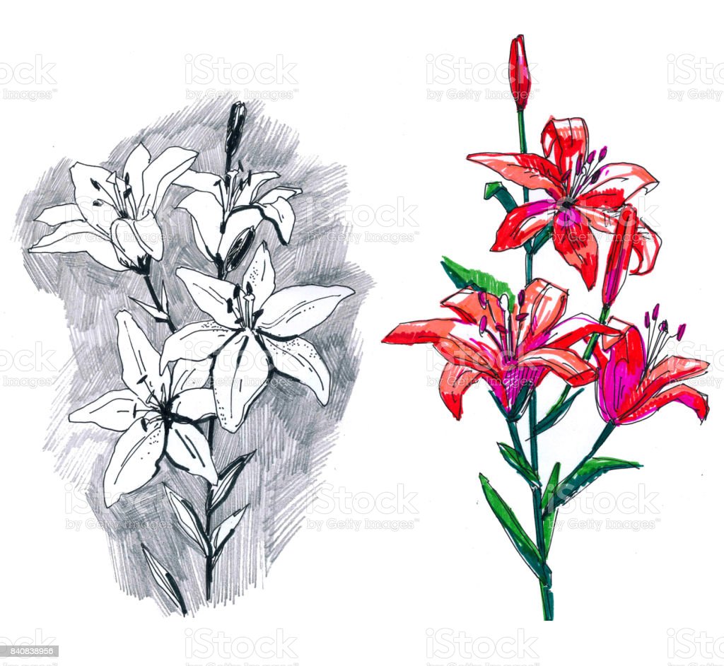 Detail Gambar Sketsa Bunga Lily Nomer 24