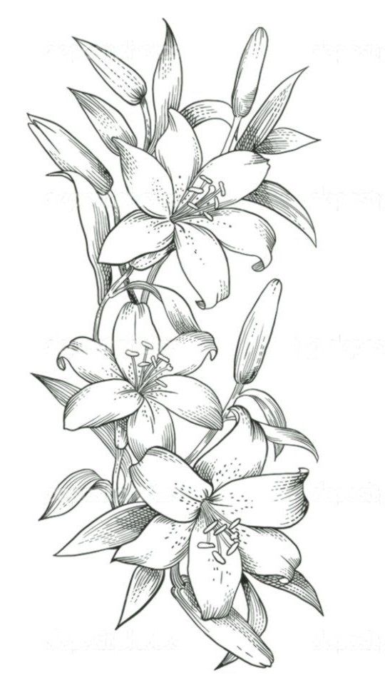 Detail Gambar Sketsa Bunga Lily Nomer 5