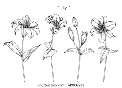 Detail Gambar Sketsa Bunga Lily Nomer 49