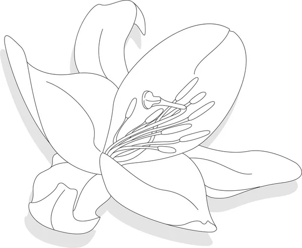 Detail Gambar Sketsa Bunga Lily Nomer 53