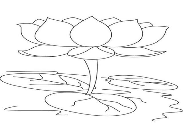 Gambar Sketsa Bunga Lotus - KibrisPDR