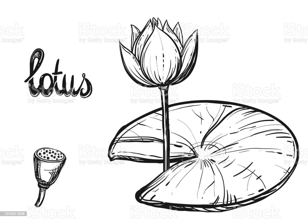 Detail Gambar Sketsa Bunga Lotus Nomer 11