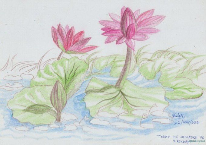 Detail Gambar Sketsa Bunga Lotus Nomer 15