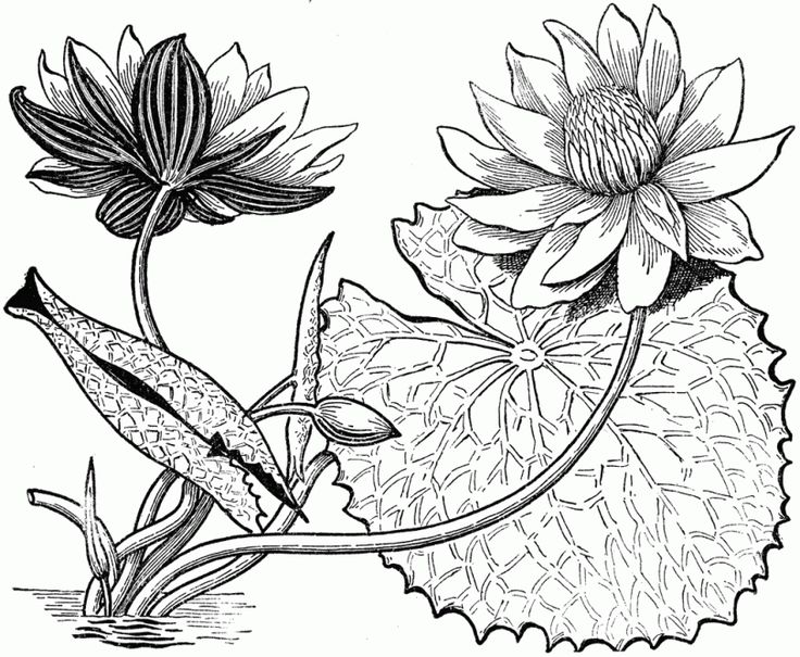 Detail Gambar Sketsa Bunga Lotus Nomer 18