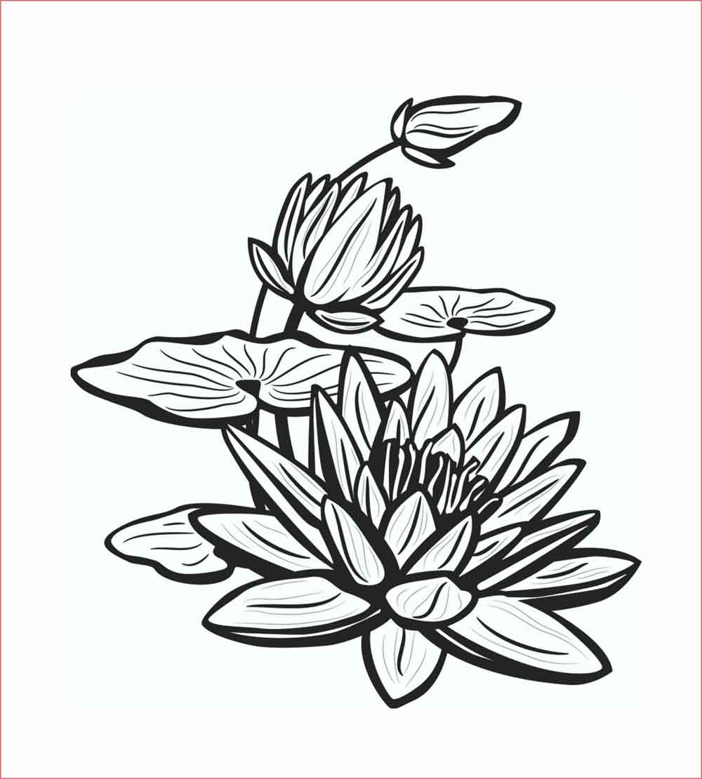 Detail Gambar Sketsa Bunga Lotus Nomer 21